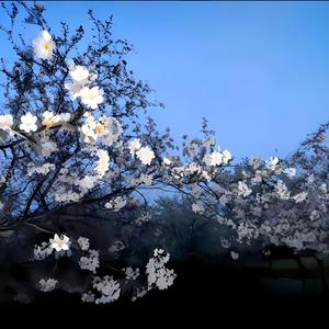 梦境入口（古筝）