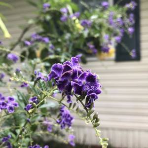 Mr. Clean (Explicit)