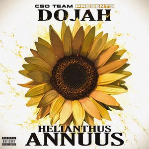 Helianthus Annuus (Explicit)