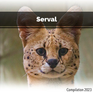 Serval Compilation 2023