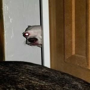 The Agony Matrix (Explicit)