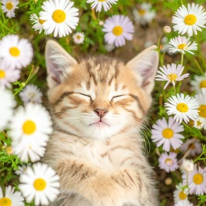 Ojos Llenos De Asombro Silencioso