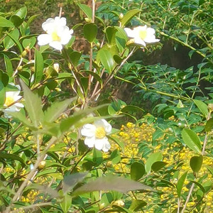 雨林猛虎嗅蔷薇