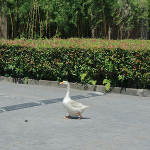 最后一封信笺 (Demo)