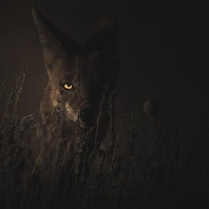 Forest Therapy (Original Mix)