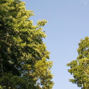 dancing in celebration