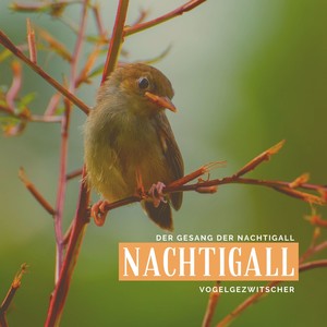 Nachtigall – Der Gesang der Nachtigall, Vogelgezwitscher