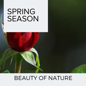 Blissful Soft Fire Sound