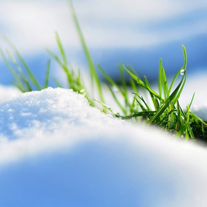 安卿云 - 落了白