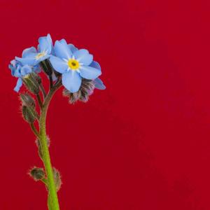 Quse - If You (Explicit)