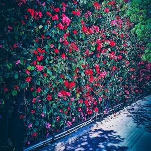 苏C最深情的男人