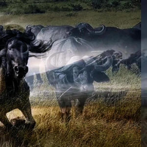 Black Horses and Buffalo