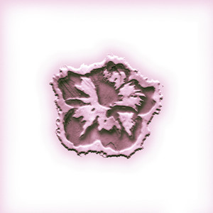 ไม่มีดอกไม้