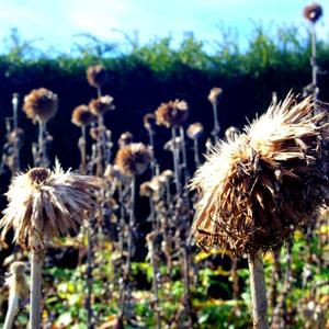 Lost In My Mind (SMS)