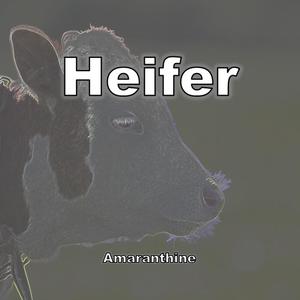 Heifer