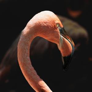 Flamingo (Explicit)