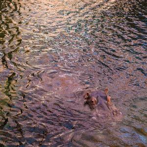 Szampan Codziennie (feat. Da Vosk Docta) (Explicit)