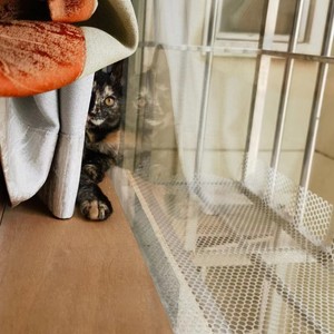 凤凰花开的路口