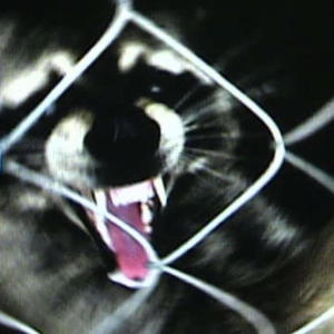 Pimpin in Rosarito (Explicit)