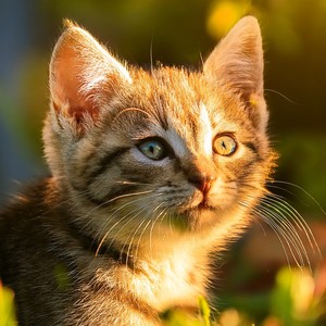 The Curl Of A Sleeping Cat