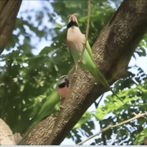 Parakeet on a Tree (Explicit)