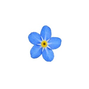 Forgetmenot