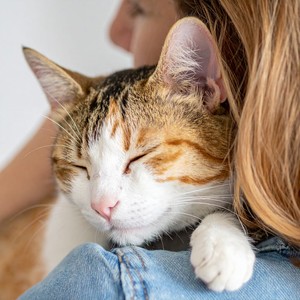 Siestas De Gato Puro Lofi