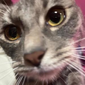 AHHHHHH! (feat. TommyJ!)