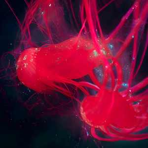 te vienes conmigo? (Explicit)