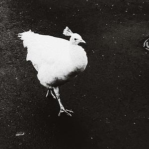 fall tonite [rough] (Explicit)