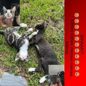 WTF (feat. Mxrc3000, Gnsoulja & Wadafuq) (Remix|Explicit)