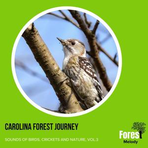 Carolina Forest Journey - Sounds of Birds, Crickets and Nature, Vol.3