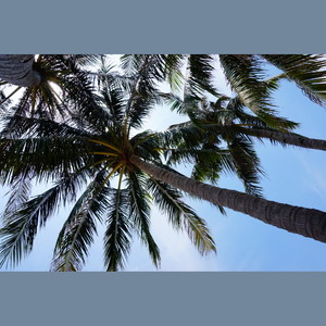 陪我到可可西里去看海