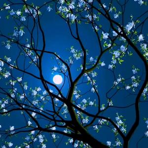 Hate You (with Killler Wolf & flamento) (Explicit)