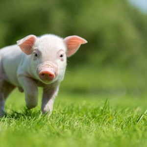 Problem? (feat. endilu & filet) (Explicit)