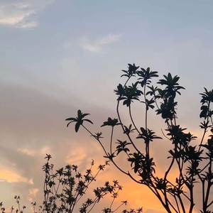 *****es broken hearts