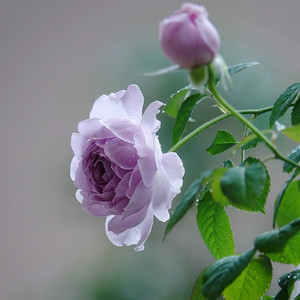 爱的回归线-周琰琰