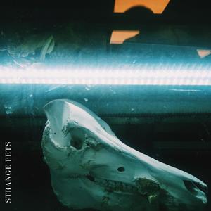 Strange Pets