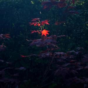 To Feel Seen (feat. Yamen Martini)