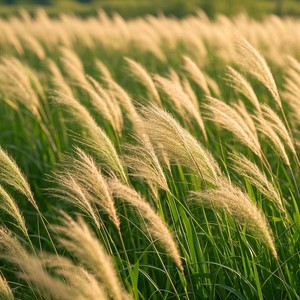 Breeze in the Tall Grass