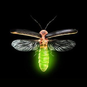 Fábrica de Luciérnagas