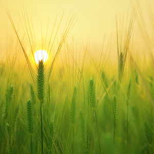 丰收新时代-中化农业企业文化歌曲【对外-对唱版】