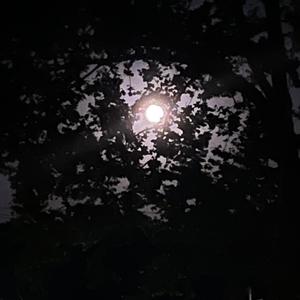 Patiently Waited (Explicit)