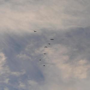 tech! (tdf) (feat. Samosthated & Nigo Chanel) (Explicit)