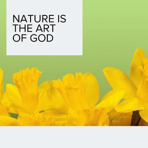 Armorial Red Tailed Hawk