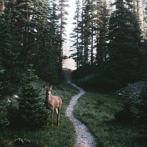 平凡之路 (Fly-k remix)