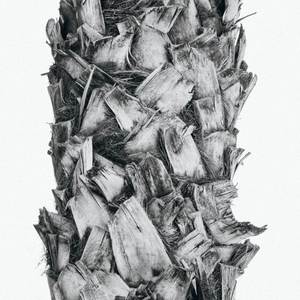 Midnight Freestyle (Explicit)