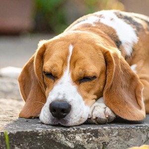 Armonía Del Perro Soñador