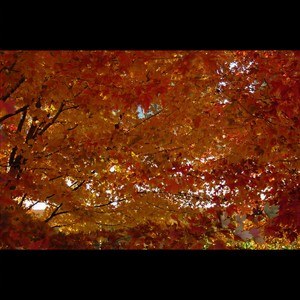 Winterreise - Fruhlingstraum (春梦)