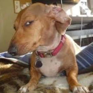 Ponitz hoco (2025) (feat. 937_.g & yk.chriyan) (Explicit)